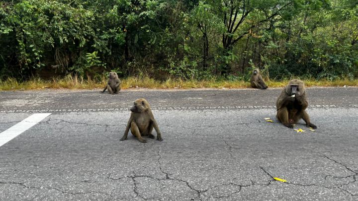 Four monkeys eating banana along the road