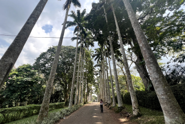 Trees planted along a walkway at Aburi Botanical Gardens