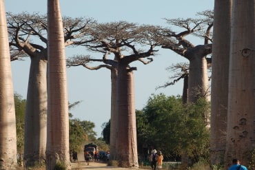 A number of baobab trees
