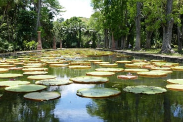 Water lilies at Pamplemousses Botanical Garden