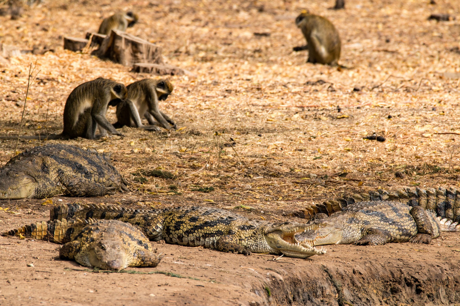 Nile crocodile and monkeys in the Bandia Reserve in Senegal, West Africa