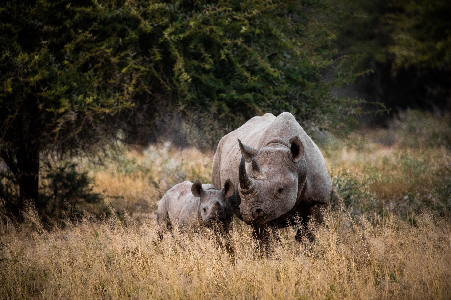 Two Rhinos in late afternoon, Kruger National Park