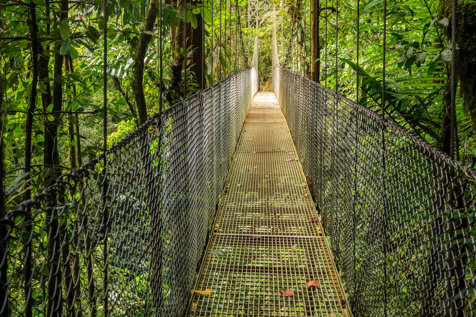 The Mistico Arenal Hanging Bridges in Costa Rica