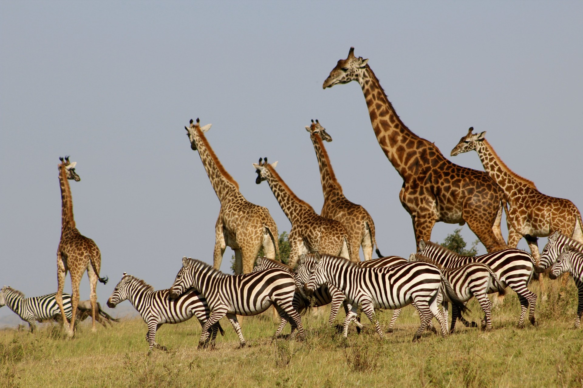A picture of Zebras and giraffe moving in large numbers