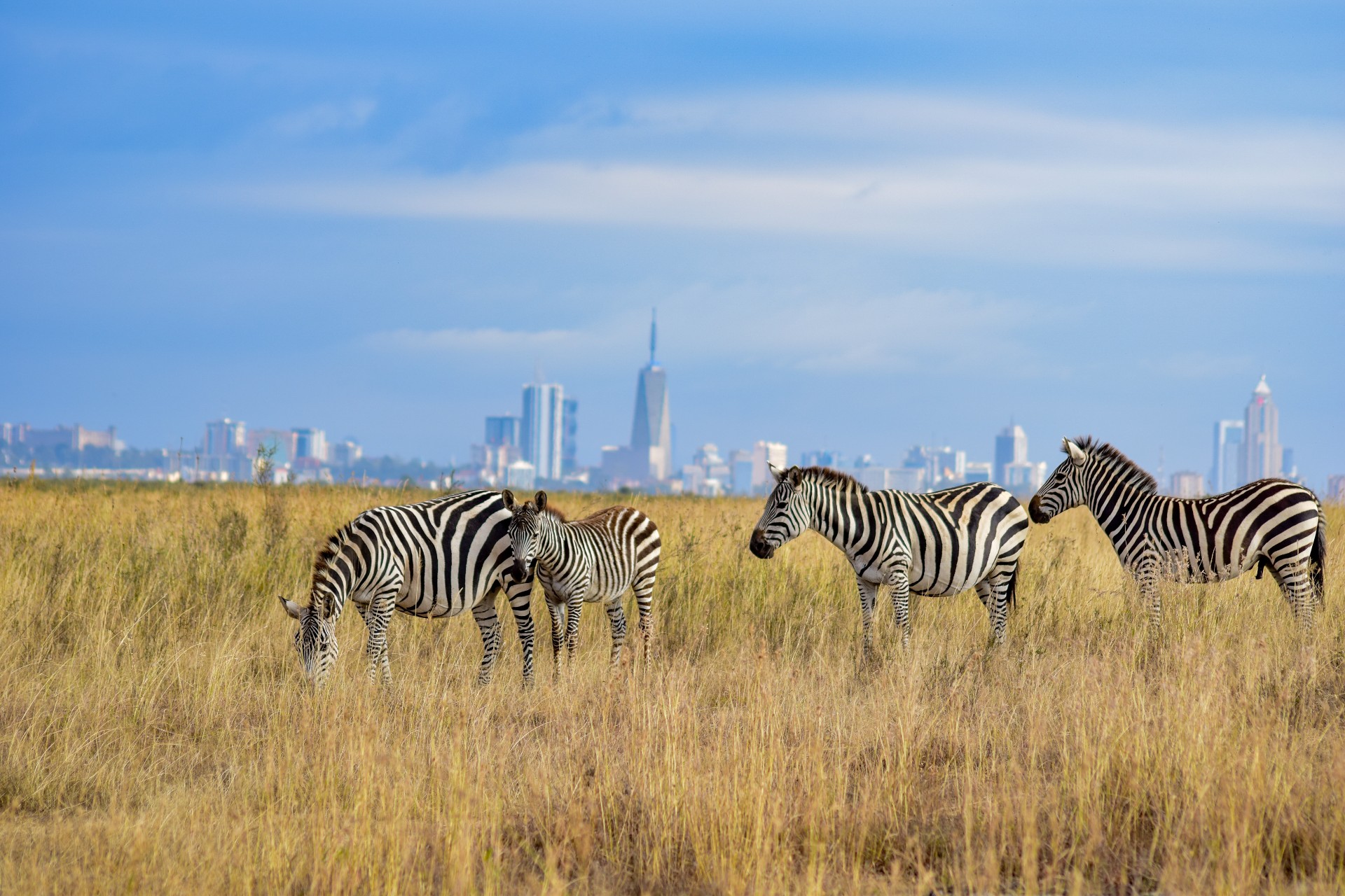 Zebra grazing in a savannah