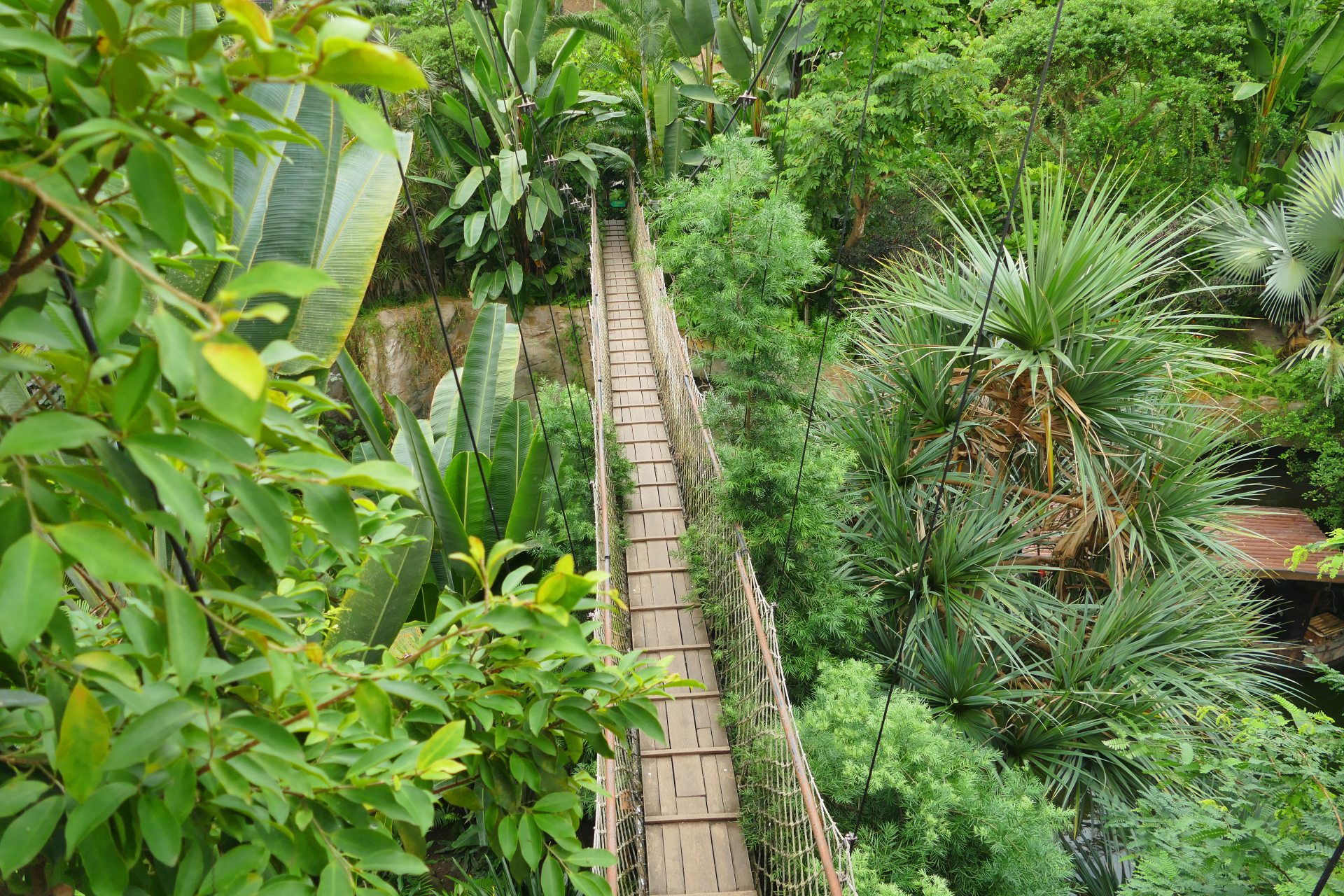 Canopy walk in top of tropical rainforest in Nyungwe forest park