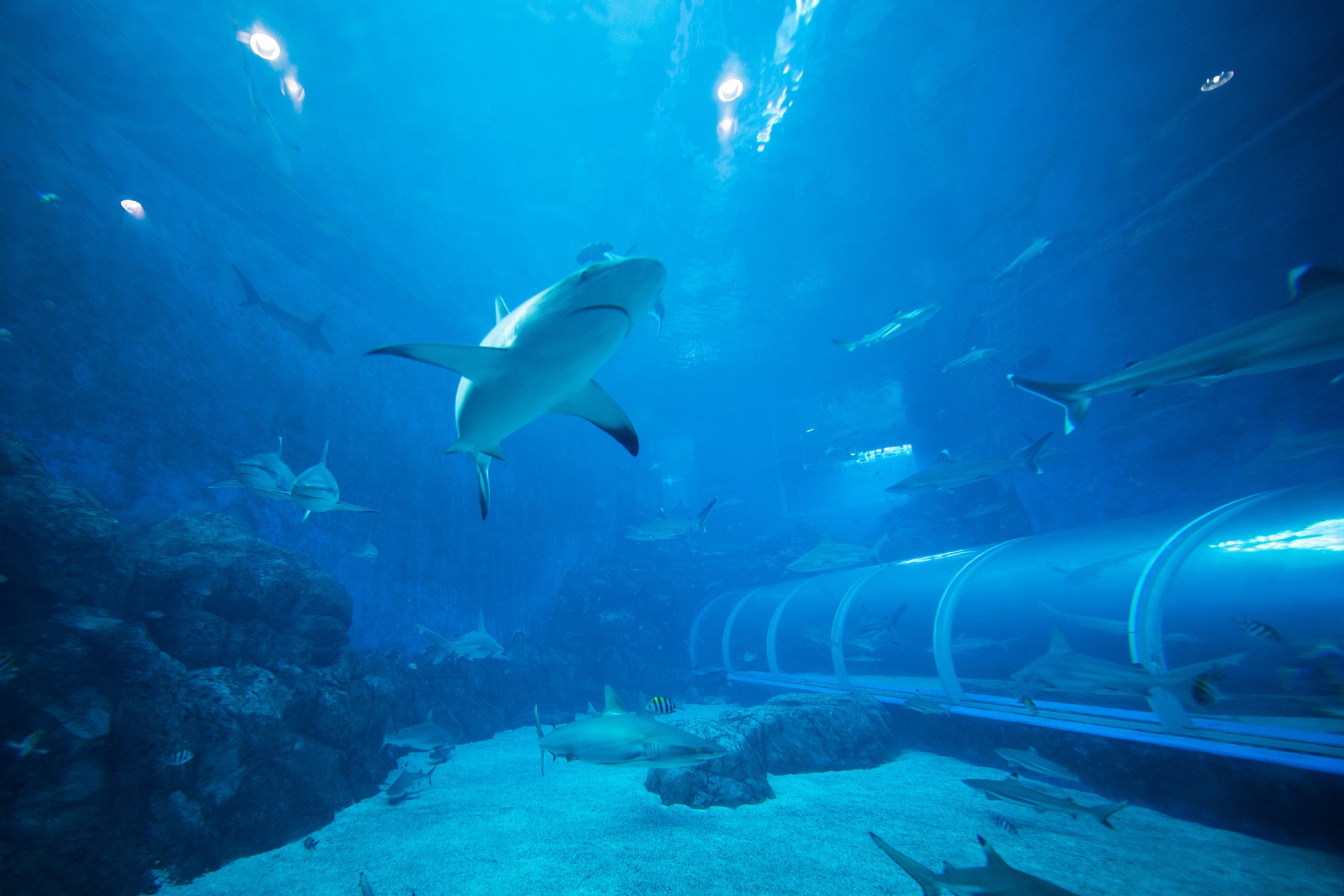 Sharks swimming near the SEA Aquarium