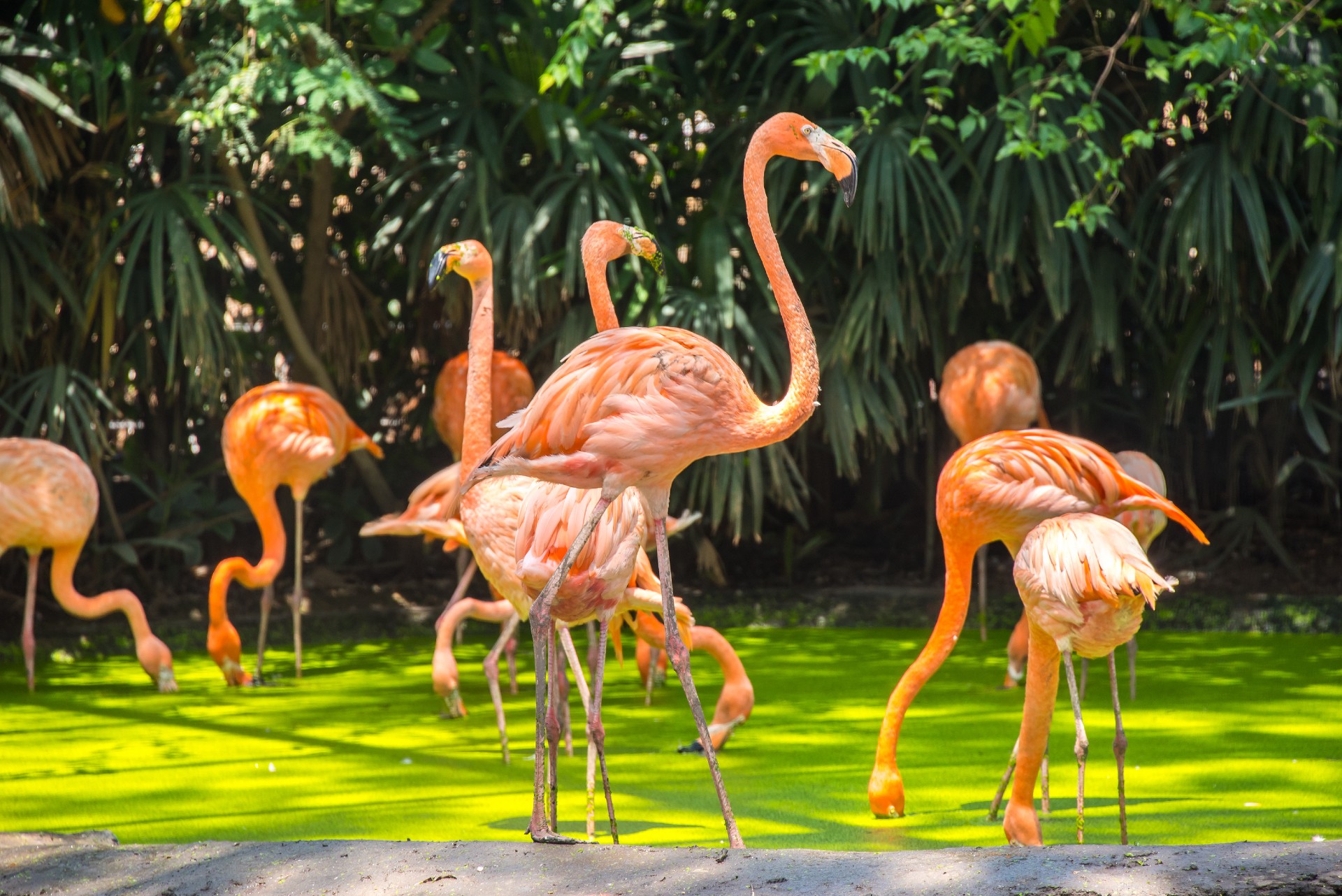 Pink flamingos photographed in Safari World Park of Bangkok