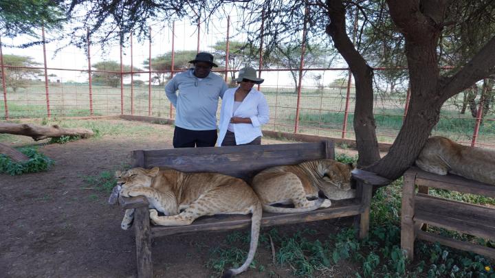 A man and woman standing behind two leopards resting on a bench