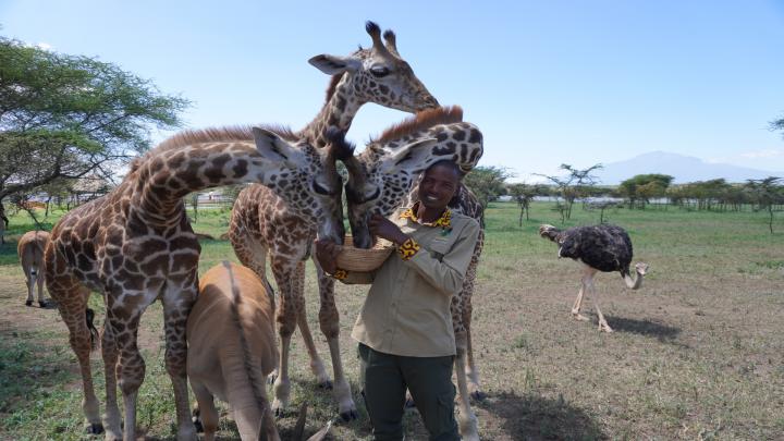 A park worker feeding giraffe