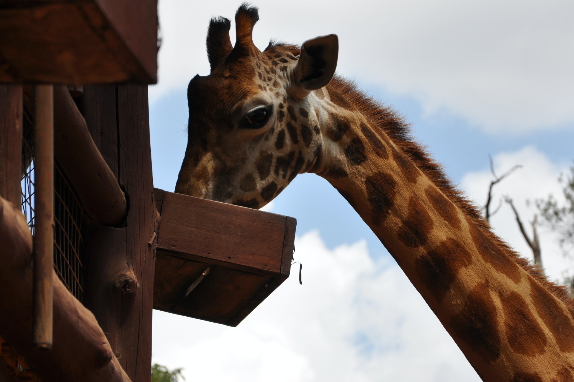 A giraffe eating from a feeding trough