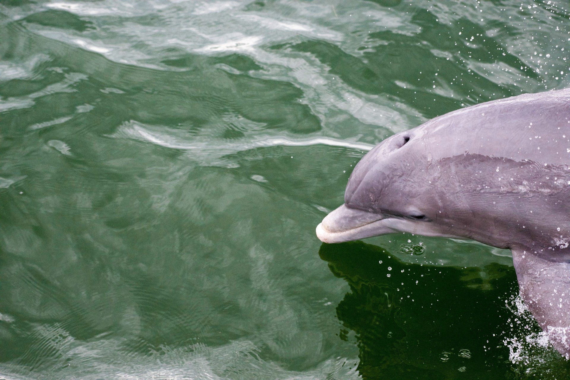A picture of a dolphin