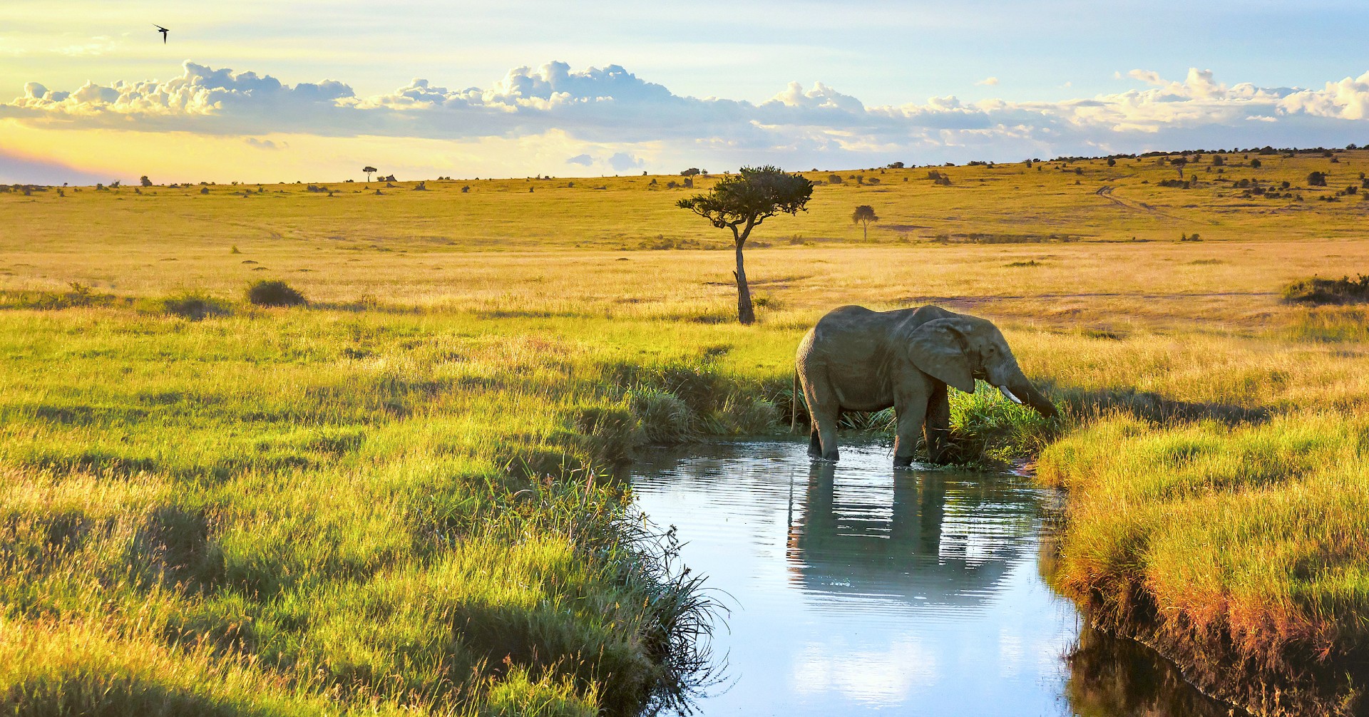 An elephant in a small lake in a savannah in Kenya