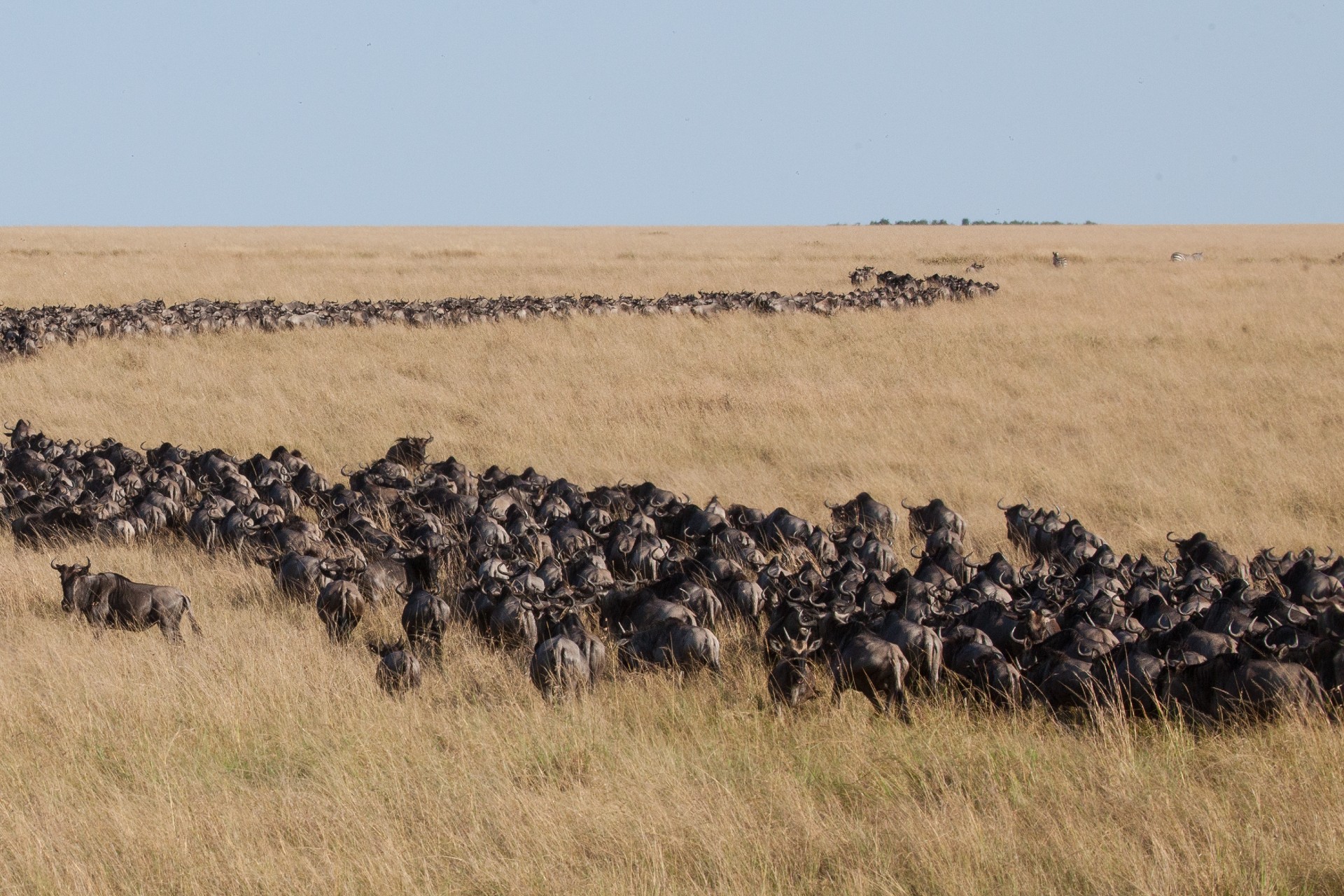 A migration of Wildebeest in Serengeti National Park,Tanzania