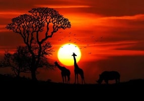 Giraffes in sunset