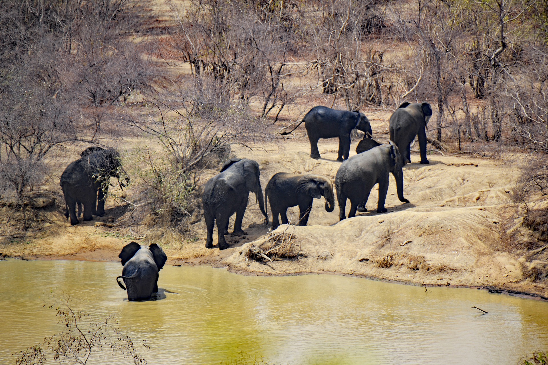A picture of elephants near a watering hole in mole national park