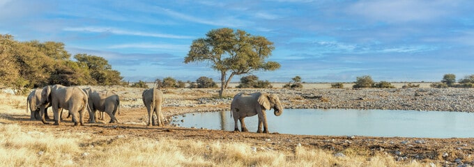 Elephant in Savannah