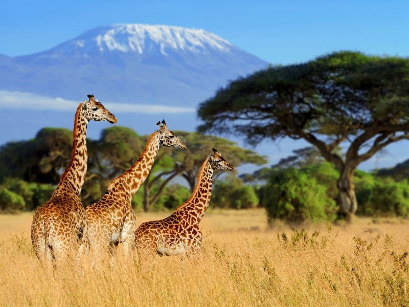 Three Giraffes Grazing