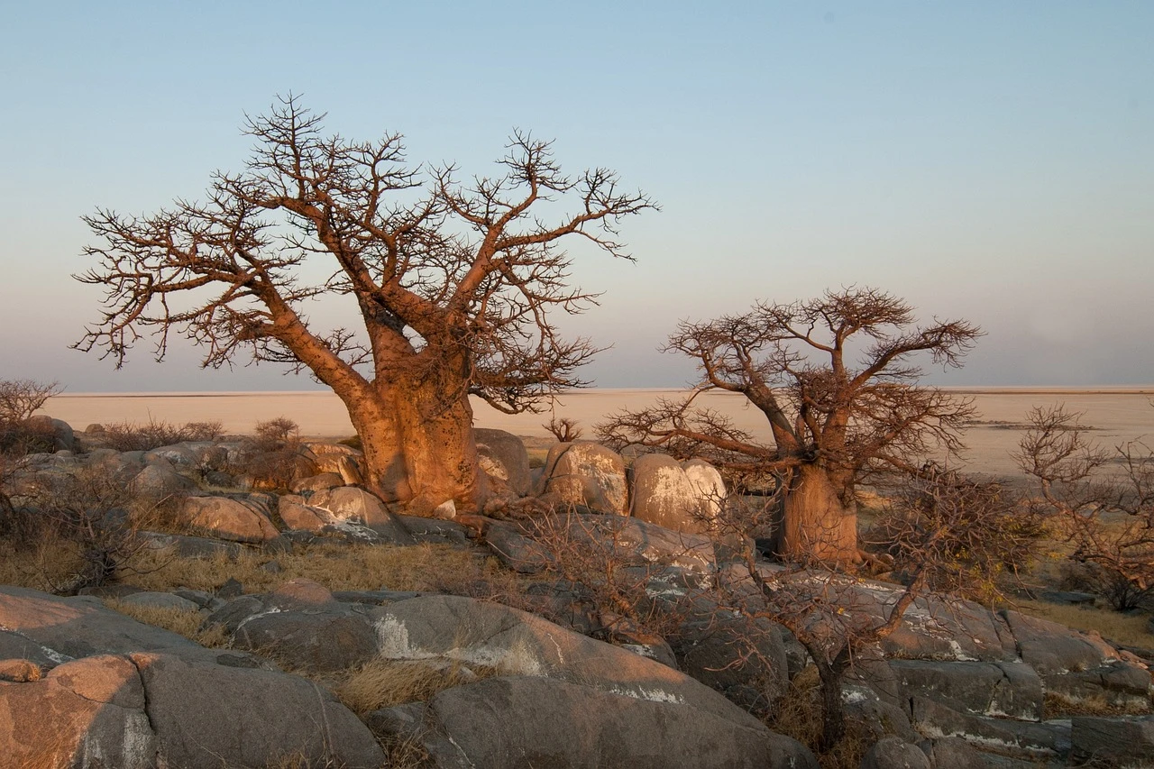 Botswana, Field with trees