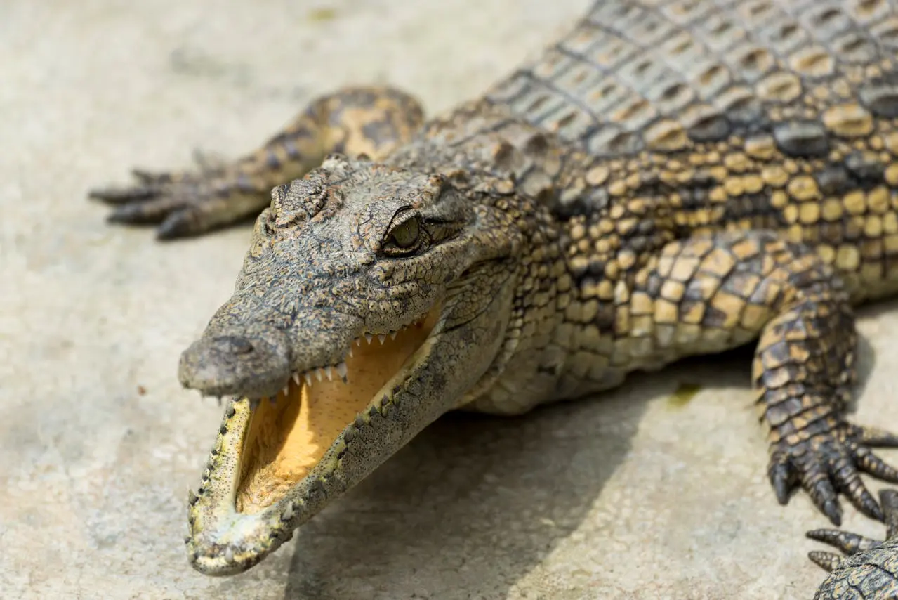 Crocodile with its mouth open, taken in Uganda