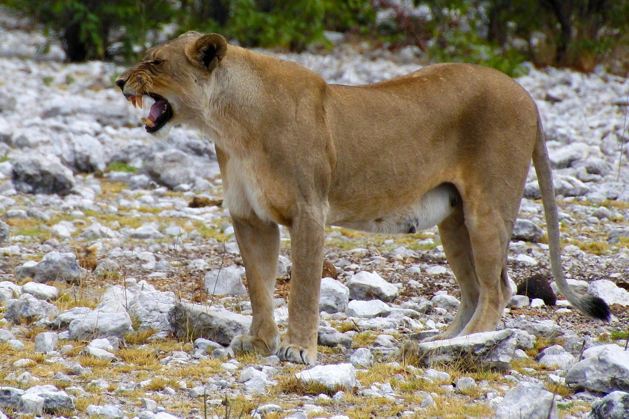 Lioness in Etosha National Park, Namibia