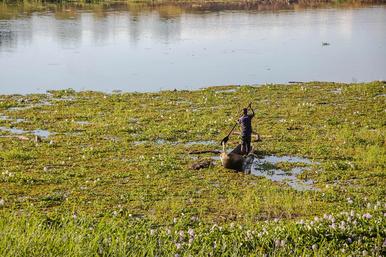 A man in a small boat poling through a river covered in water hyacinth plants in Maamba, Zambia