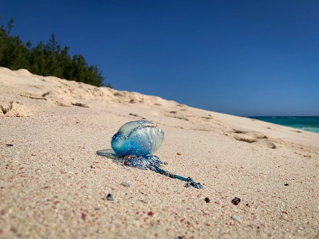 Portuguese man o\\\' war in Bermuda