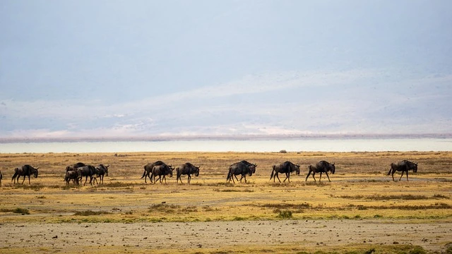 Herd of wildebeest migrating across a vast, grassy plain in ngorongoro, tanzania