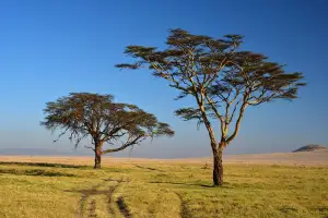 Acacia tree in nairobi, kenya