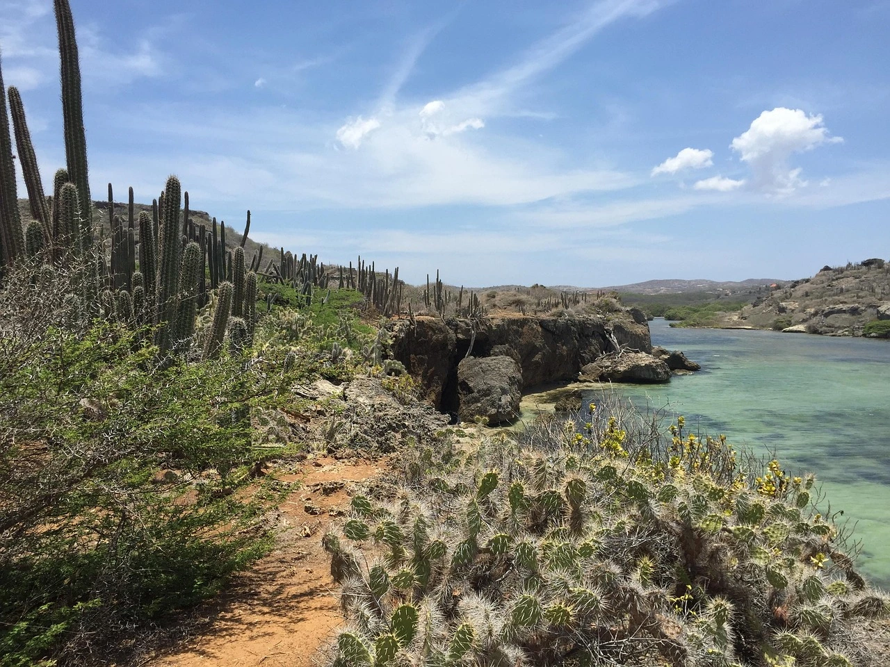 A path, cacti, and a coastal landscape