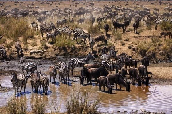 Witness the Great Migration and year-round wildlife including the Big Five in Kenya's most famous reserve. The Maasai Mara offers exceptional big cat sightings, sunrise hot-air balloon safaris, and Maasai cultural village visits.