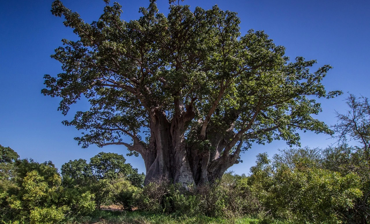 African baobab tree for a destination guide