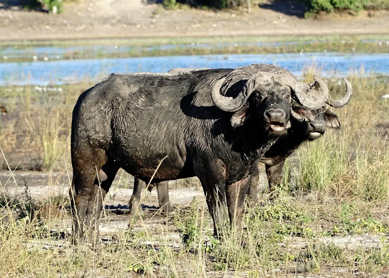 African buffalo botswana