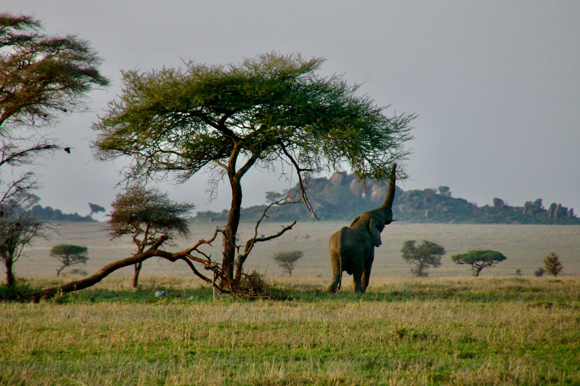 African bush elephant in Tanzania for a safari experience
