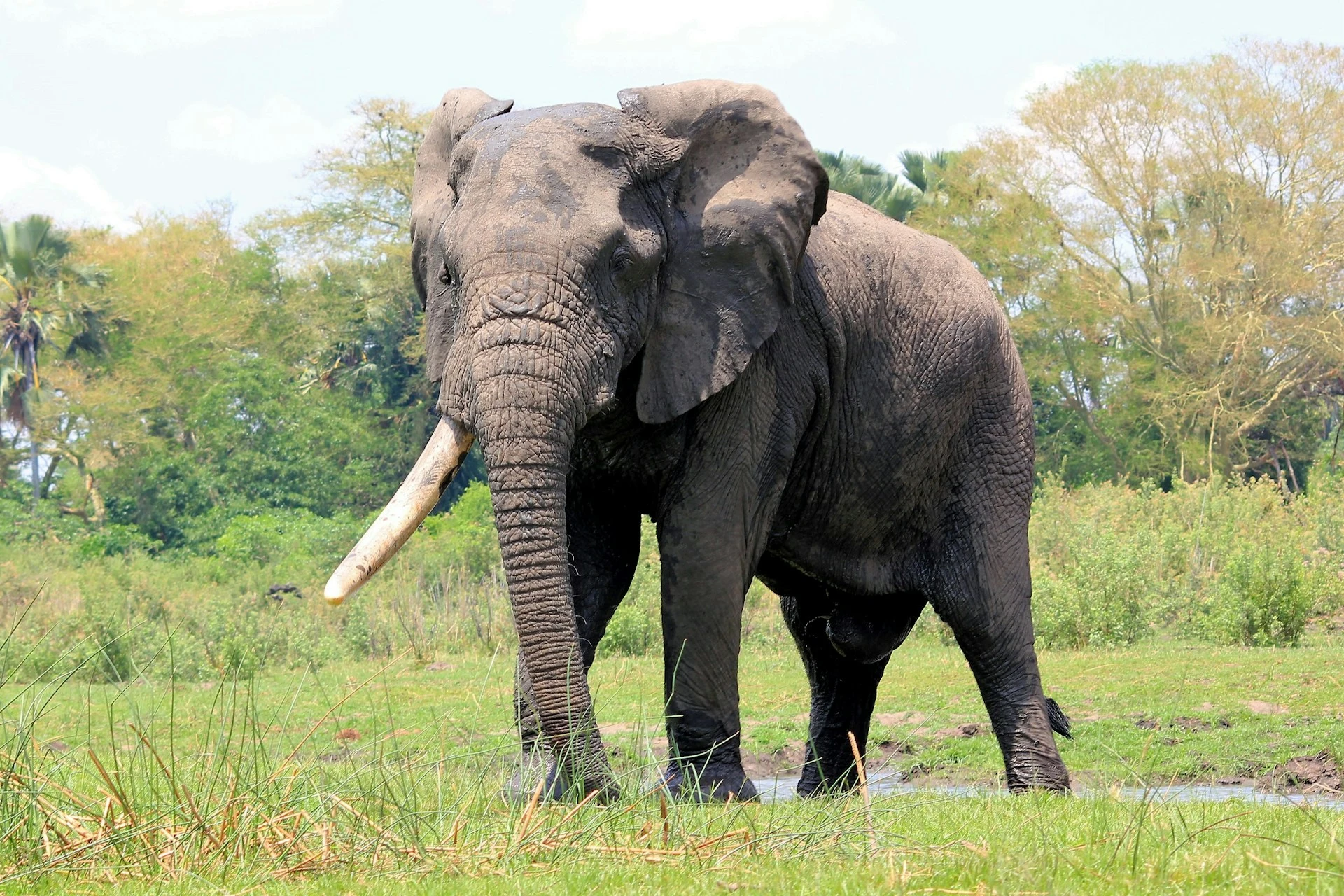 African elephant for a safari experience