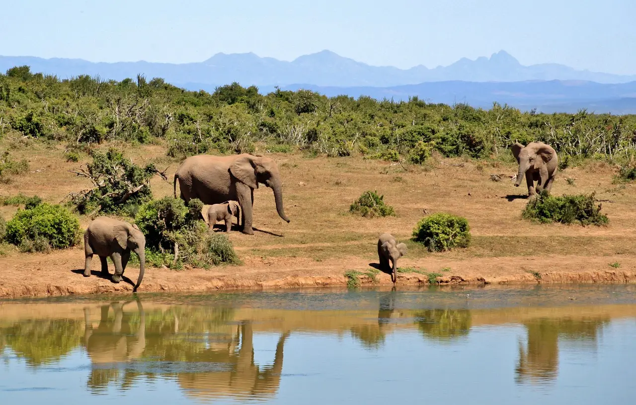 elephans_on_river_bank