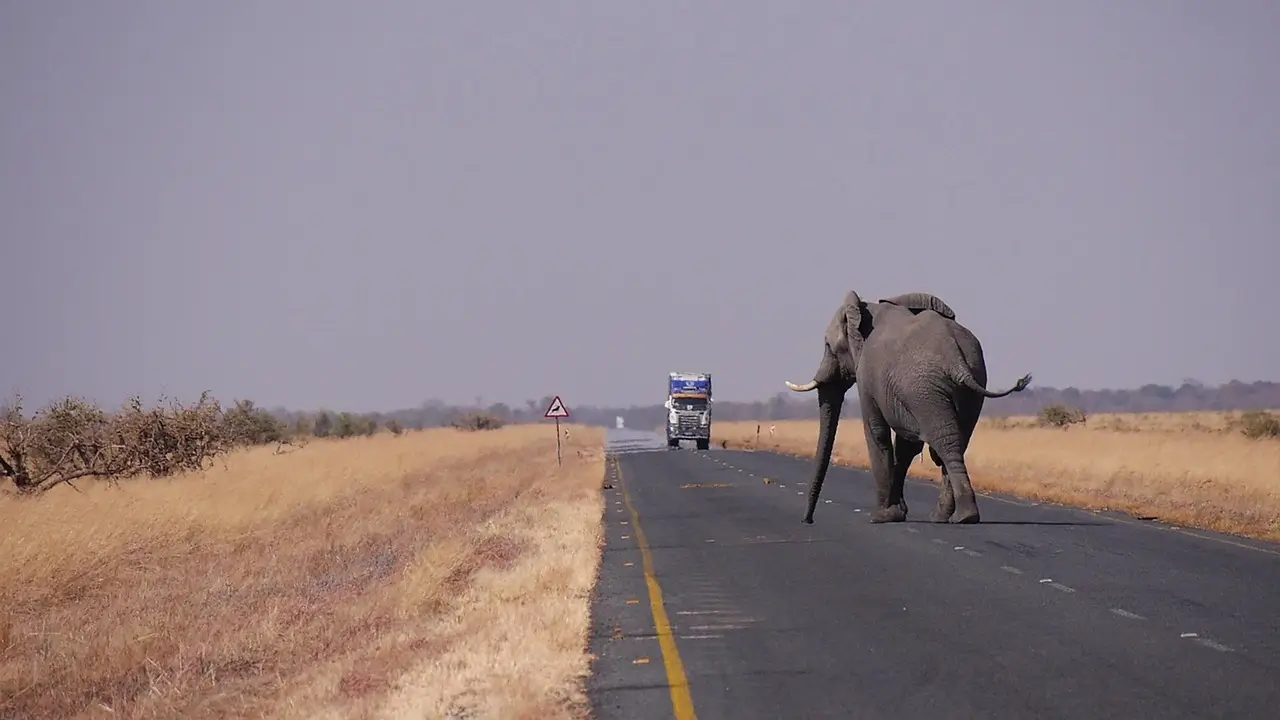 An African elephant on a road featured