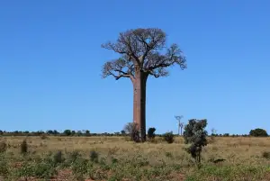 A Baobab Tree in Madagascar for a destination guide