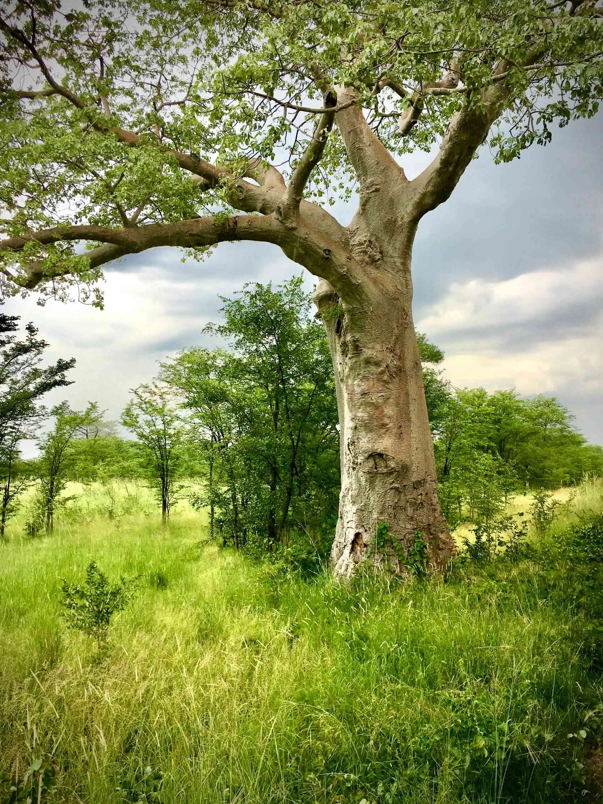 Baobab tree in Zambia featured