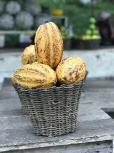 A basket of cocoa pods