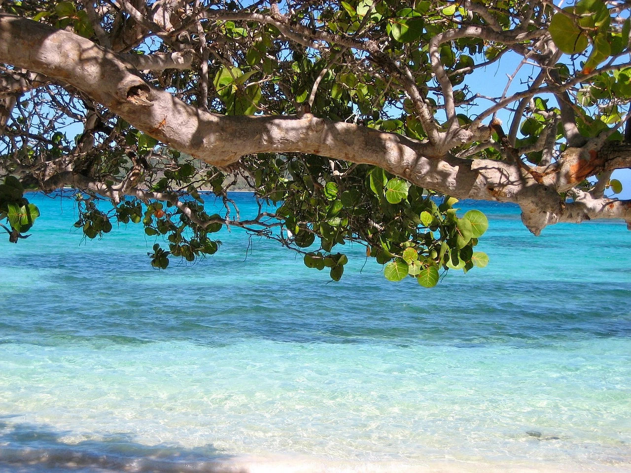 Beach in Barbados featured