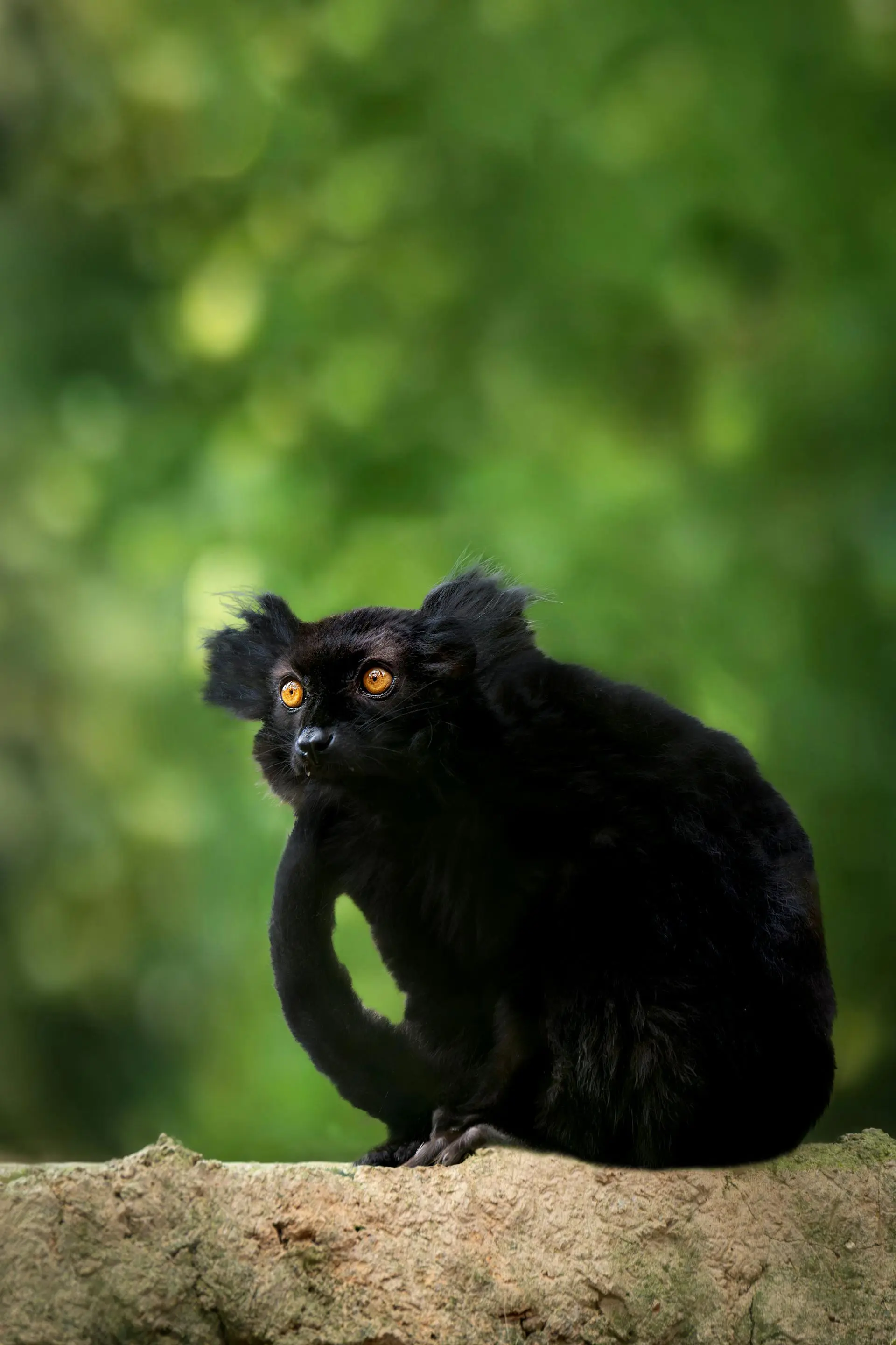 Black lemur in Mantadia National Park for a destination guide