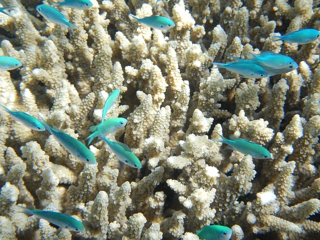 Blue-green chromis (Chromis viridis) swimming around a coral reef for a destination guide