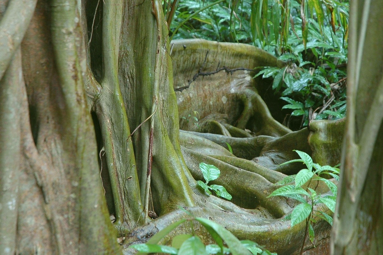Buttress roots belize