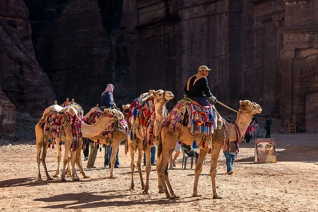 Camel Petra for a safari experience