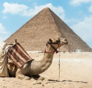 Camel resting in front of a large pyramid