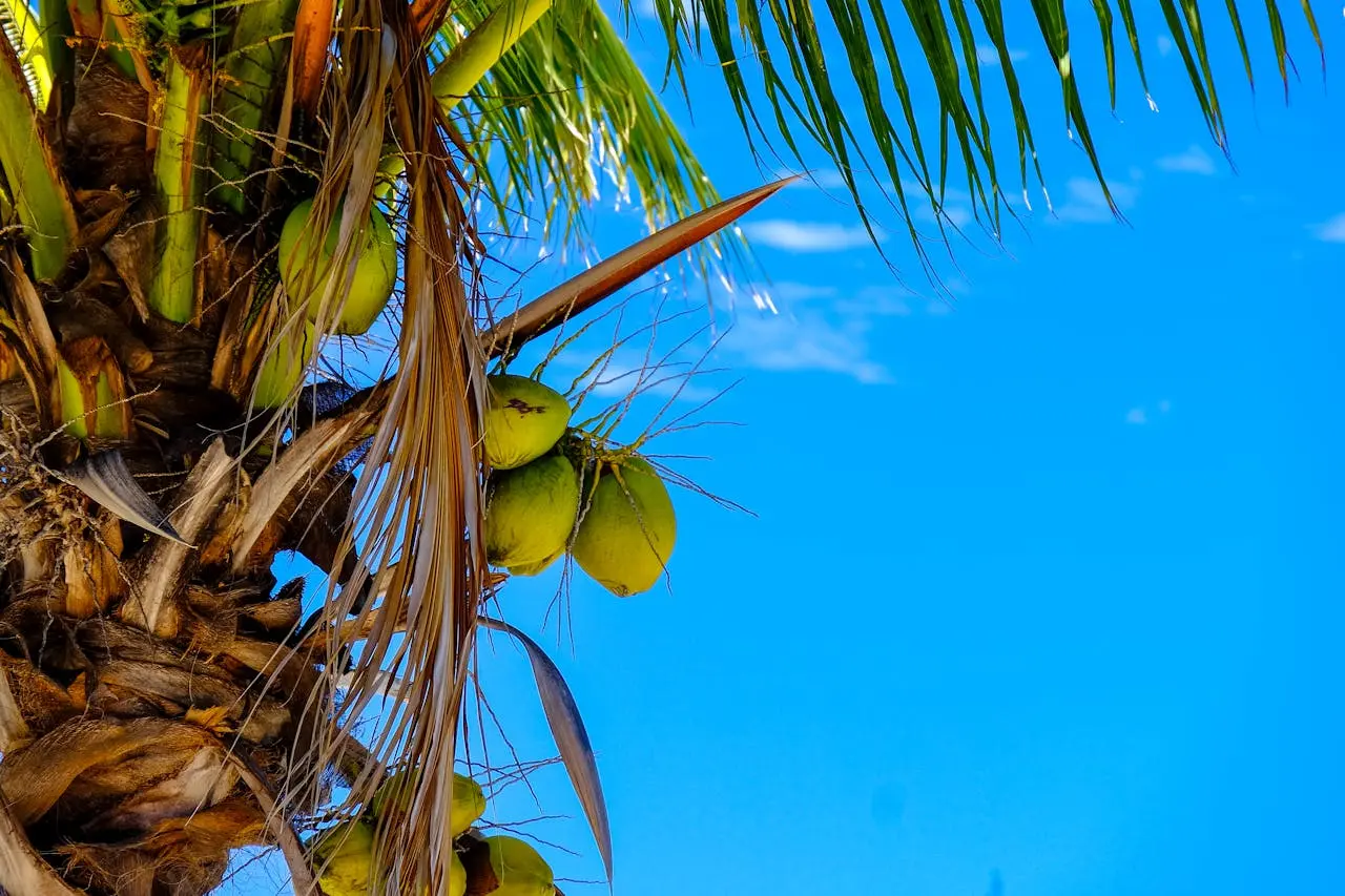 Coconut tree in Mauritius featured