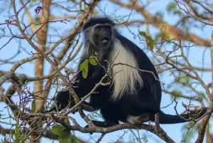 Colobus Monkey in Kenya for a safari experience