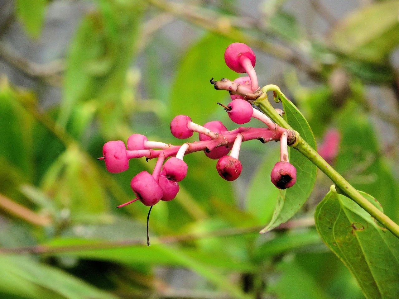 Coriaria nepalensis ecuador