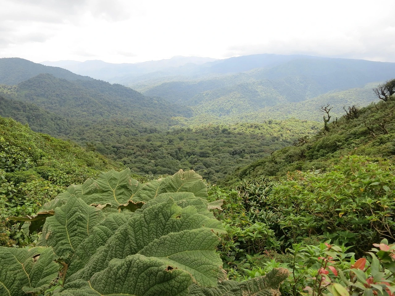 Costa Rica Forest for a destination guide